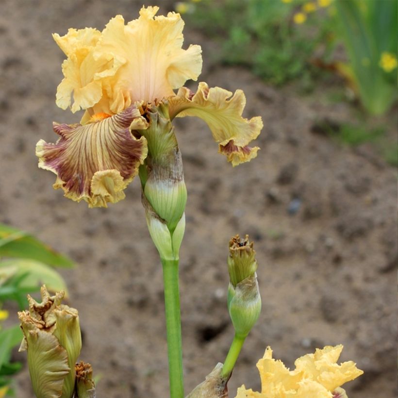 Iris germanica Vieilles Vignes (Floração)