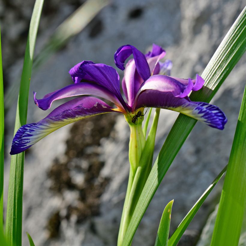 Iris graminea (Floração)