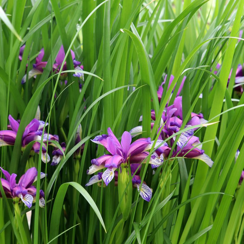 Iris graminea (Hábito)