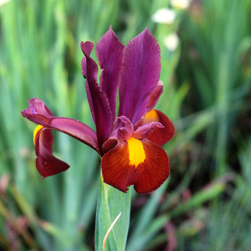 Iris hollandica Red Ember (Floração)