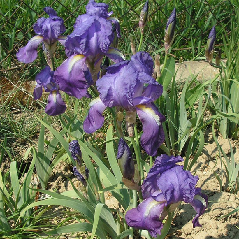 Iris illyrica (Floração)