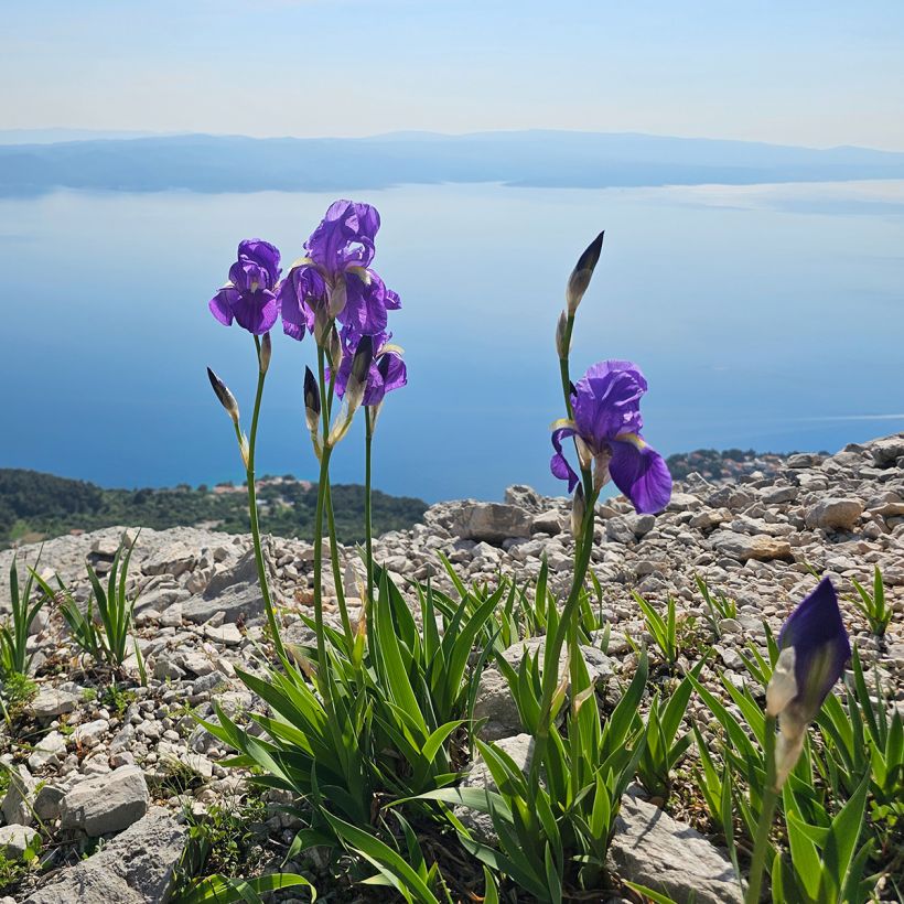 Iris illyrica (Hábito)
