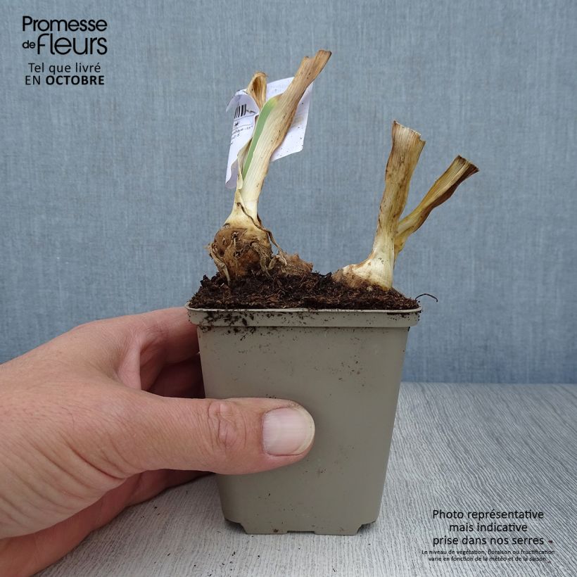 Amostra de Iris germanica Italiques - Iris des Jardins Godet de 8/9 cm tal como entregue no outono