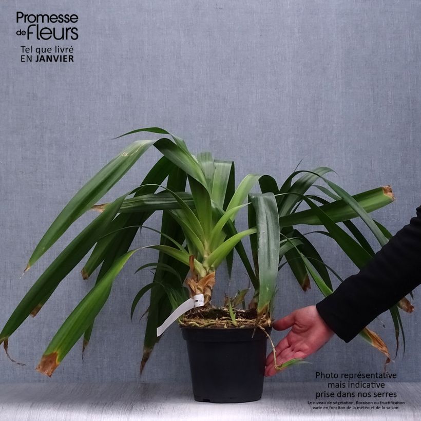 Amostra de Iris japonica - Iris du Japon  Pot de 2L/3L tal como entregue no inverno