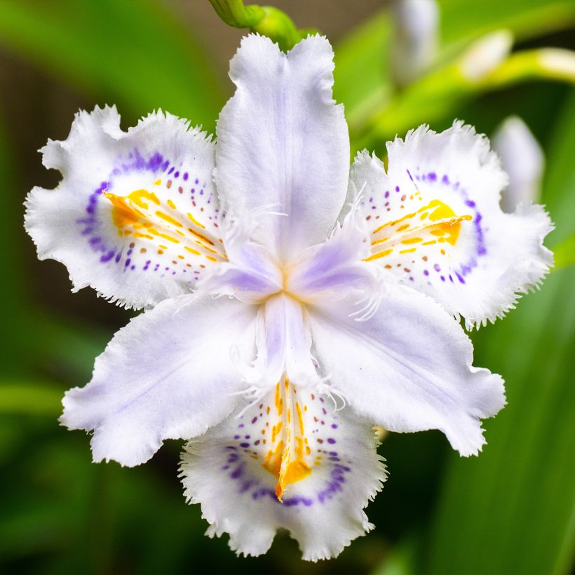 Iris japonica - Lírio japonês (Floração)