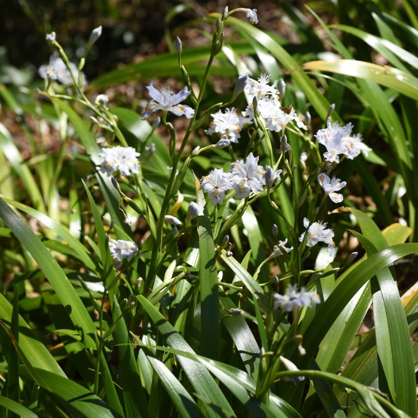 Iris japonica - Lírio japonês (Hábito)