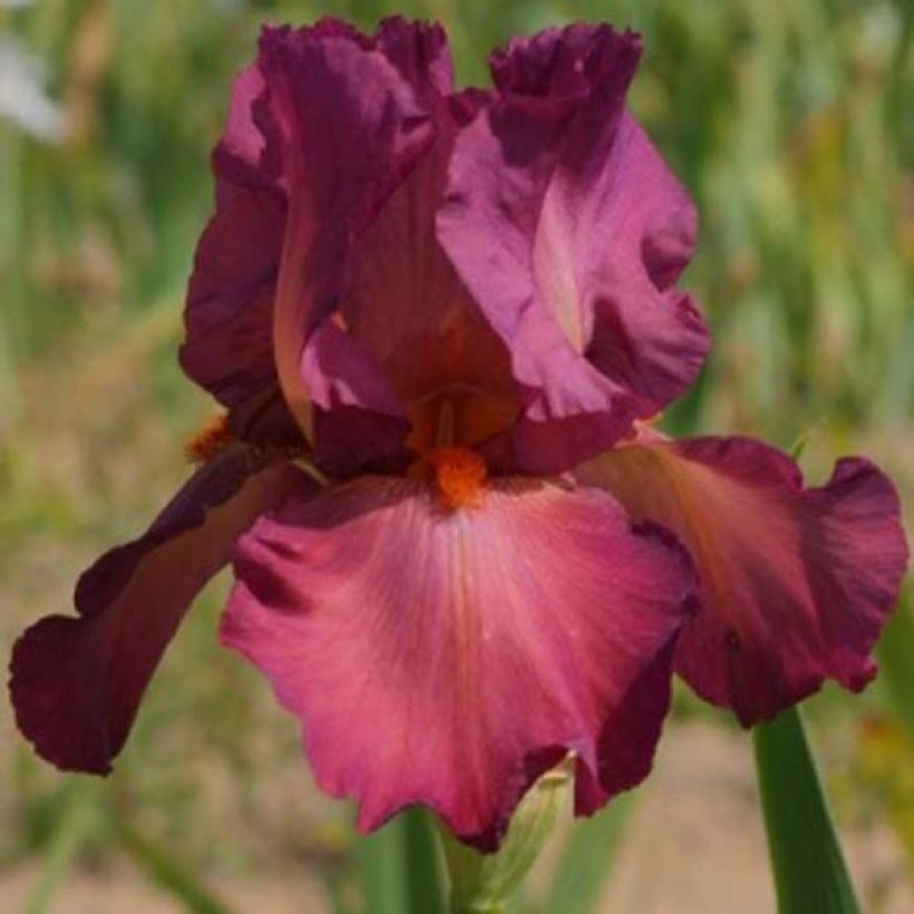 Iris germanica Lady Friend (Floração)