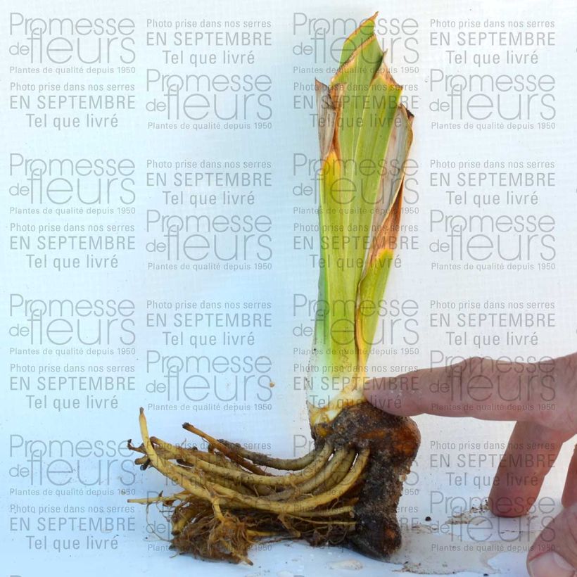 Exemplo de amostra de Iris germanica Lady Friend - Ruby Mine Vaso de 8/9 cm tal como entregue