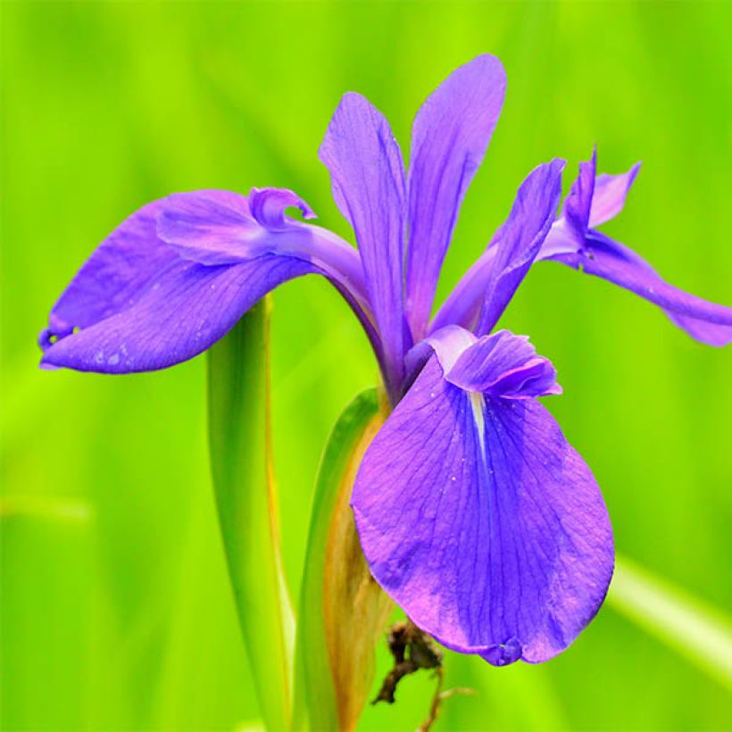 Iris laevigata (Floração)