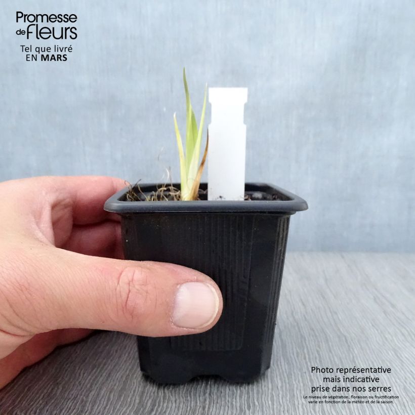 Amostra de Iris laevigata Vaso de 8/9 cm tal como entregue na primavera