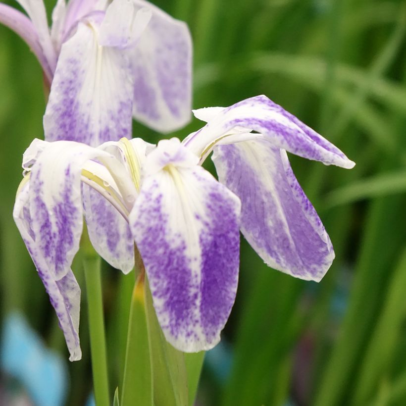 Iris laevigata Mottled Beauty (Floração)