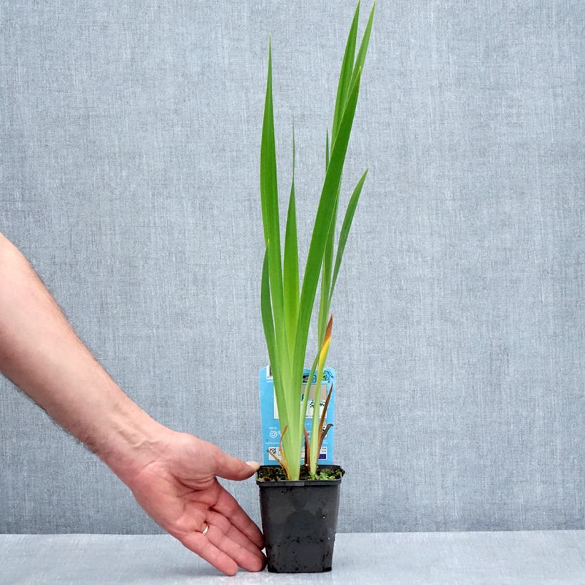 Amostra de Iris laevigata Mottled Beauty - Iris d'eau japonais Godet de 8/9 cm tal como entregue na primavera