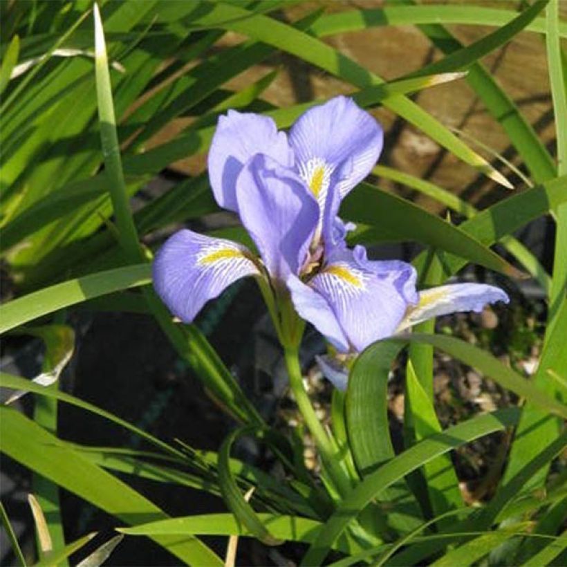 Iris lazica (Floração)