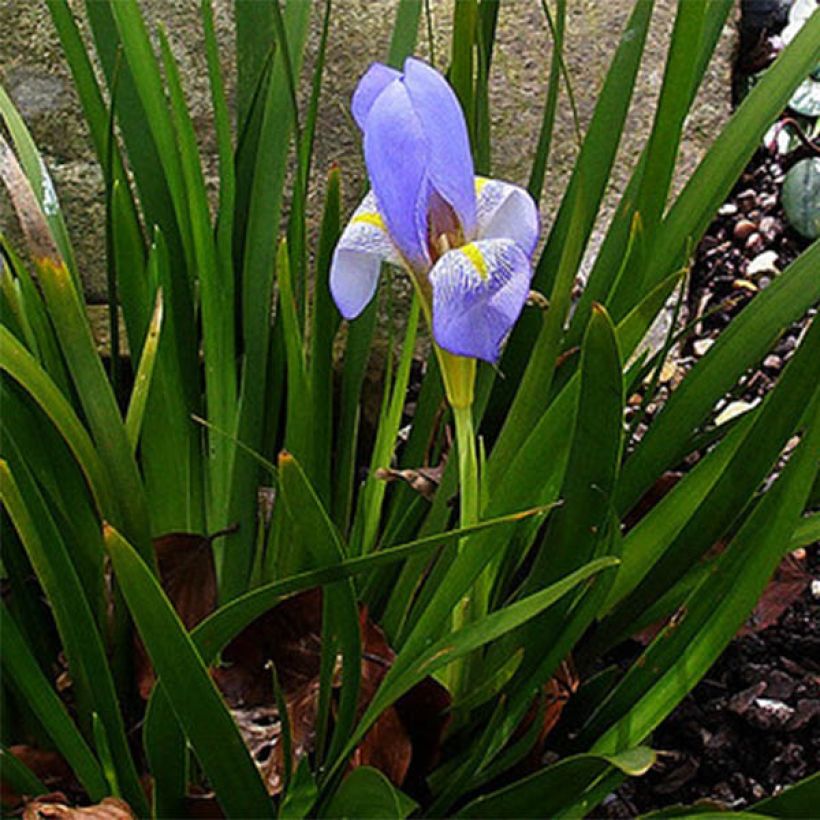 Iris lazica (Hábito)