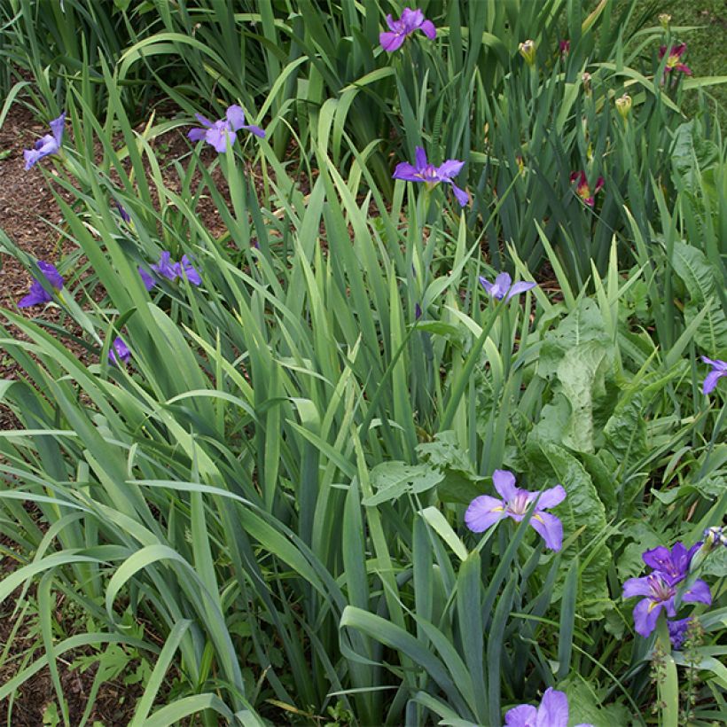 Iris x louisiana Gulf Shore (Hábito)