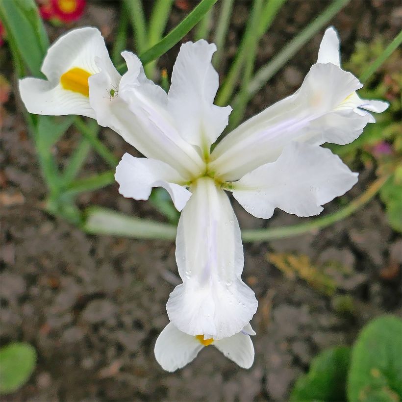 Iris magnifica alba (Floração)