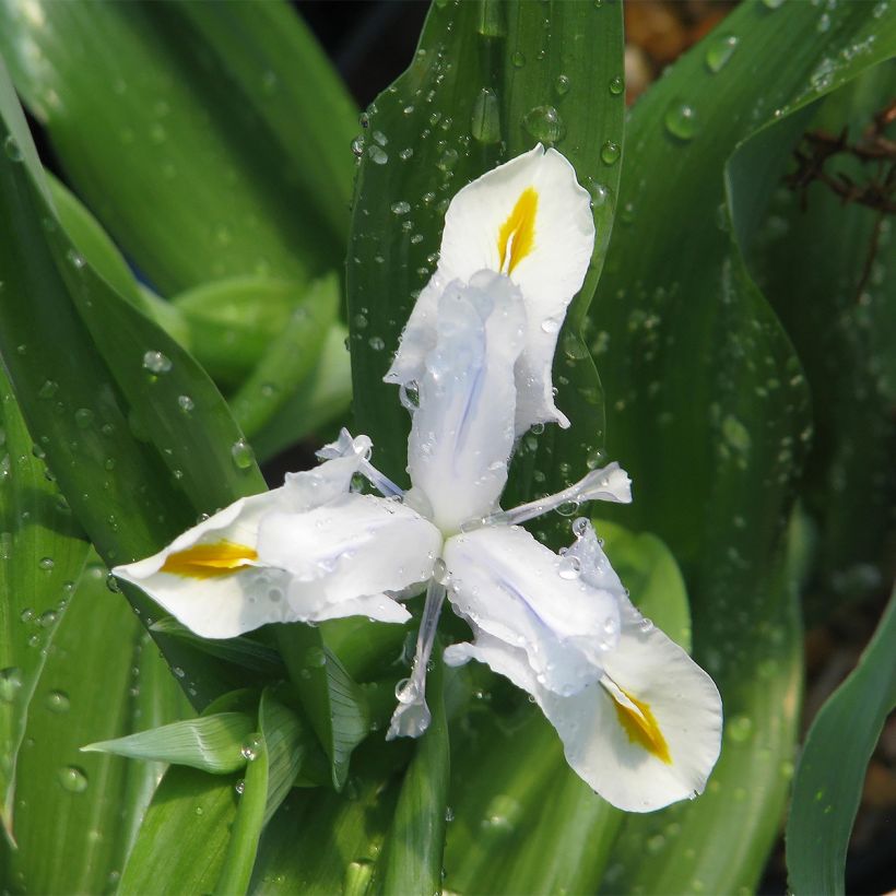 Iris magnifica alba (Hábito)