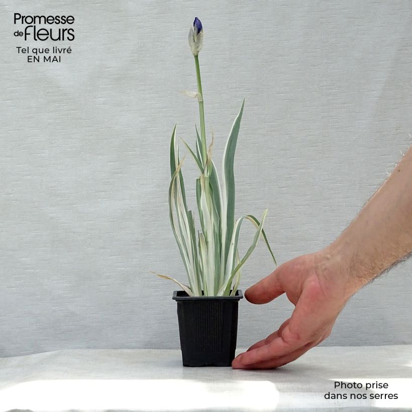 Amostra de Iris pallida Variegata Vaso de 8/9 cm tal como entregue na primavera