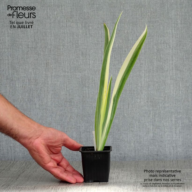 Amostra de Iris pallida Variegata Vaso de 8/9 cm tal como entregue no verão