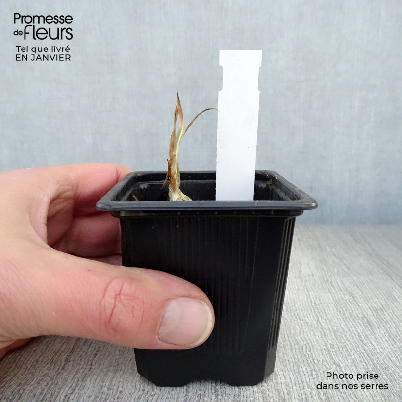 Amostra de Iris pallida Variegata Vaso de 8/9 cm tal como entregue no inverno