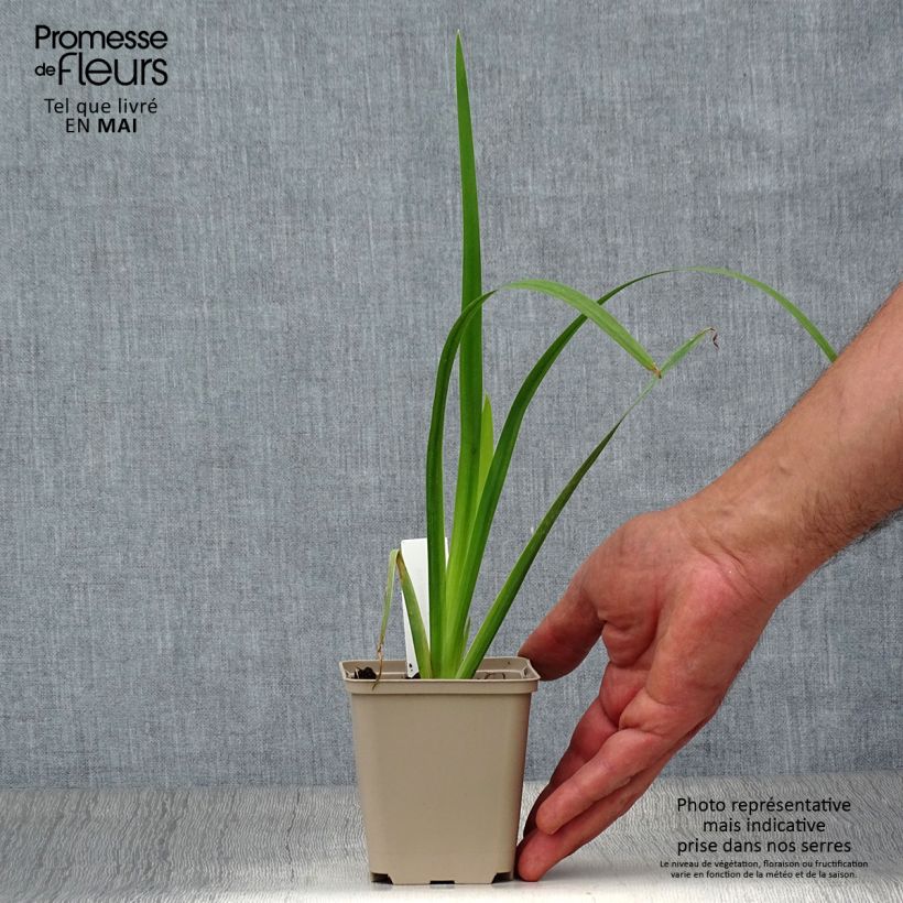 Amostra de Iris pseudacorus Creme de la Creme Vaso de 8/9 cm tal como entregue na primavera