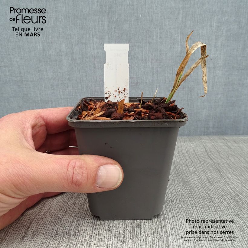 Amostra de Iris pseudacorus Crème de la Crème - Iris des marais Godet de 8/9 cm tal como entregue no inverno