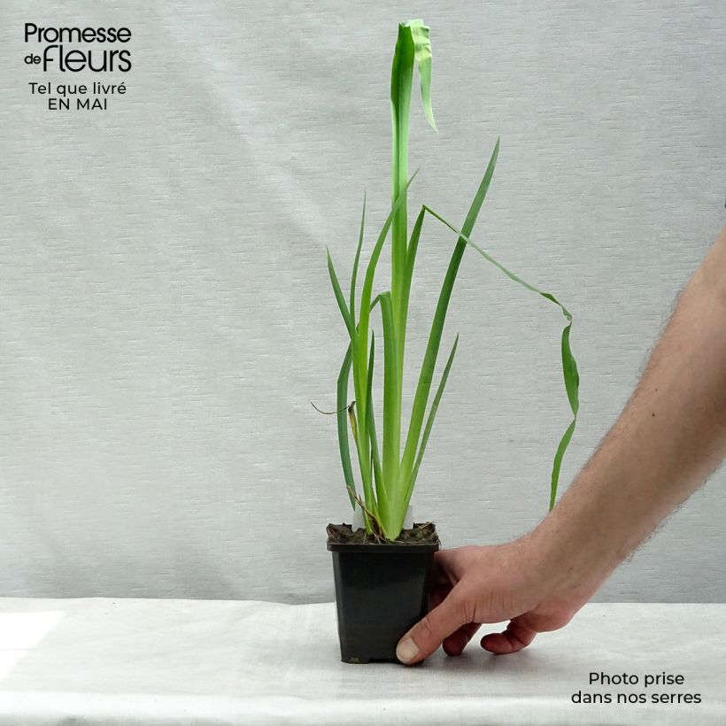Amostra de Iris pseudacorus - Íris amarelo Vaso de 8/9 cm tal como entregue na primavera