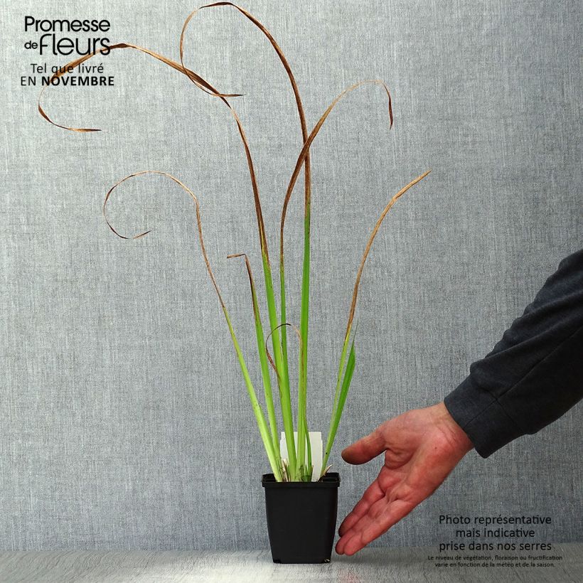 Amostra de Iris pseudacorus - Íris amarelo Vaso de 8/9 cm tal como entregue no outono