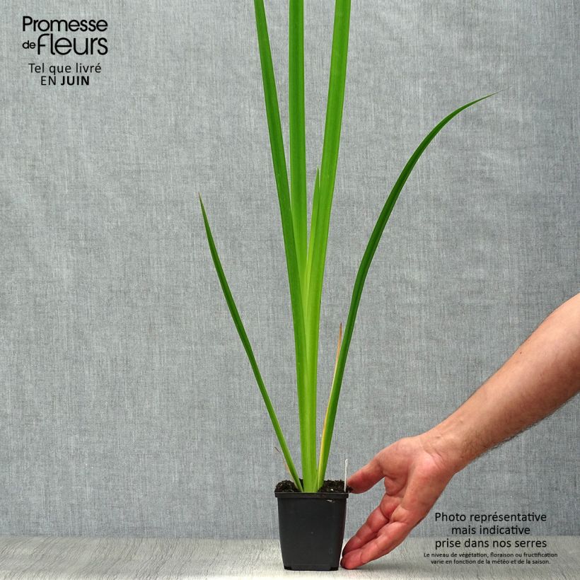 Amostra de Iris pseudacorus - Íris amarelo Vaso de 8/9 cm tal como entregue no verão