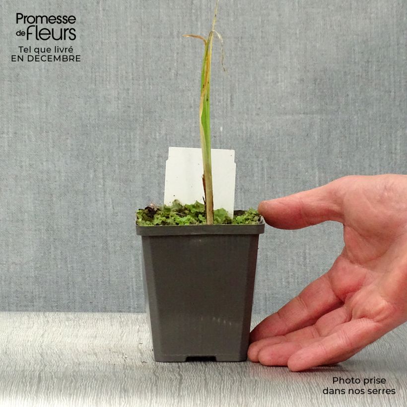 Amostra de Iris pseudacorus - Íris amarelo Vaso de 8/9 cm tal como entregue no inverno