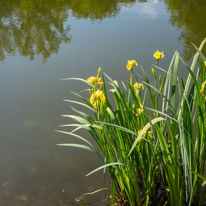 Iris pseudacorus - Íris amarelo (Hábito)