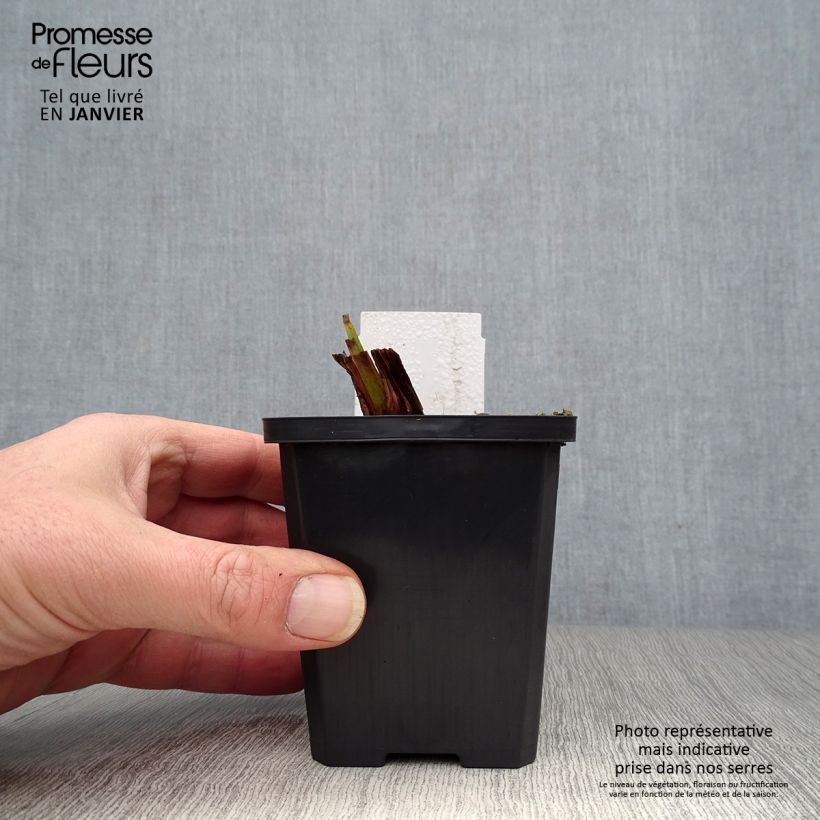 Amostra de Iris pseudacorus Plena - Iris des marais Godet de 8/9 cm tal como entregue no inverno