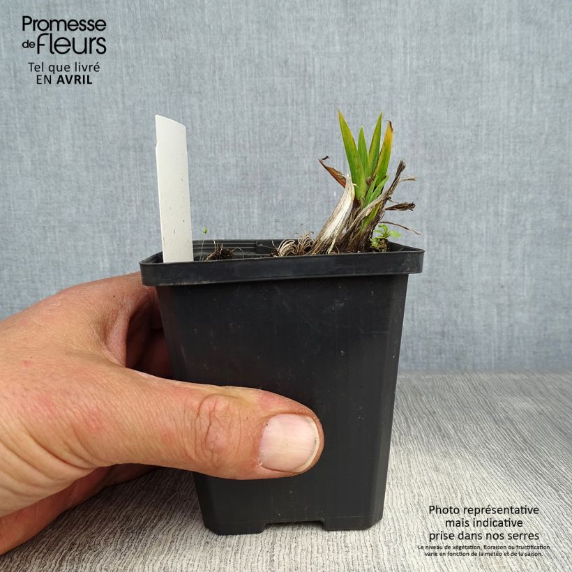 Amostra de Iris pseudacorus Plena Vaso de 8/9 cm tal como entregue na primavera