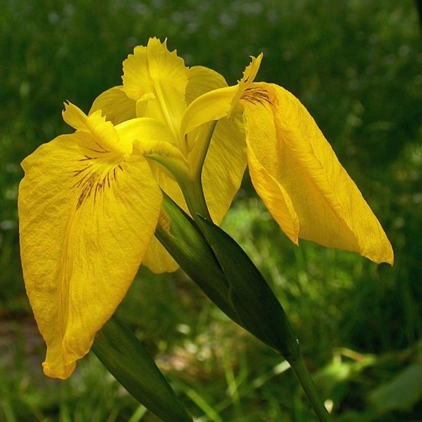 Iris pseudacorus Variegata (Floração)