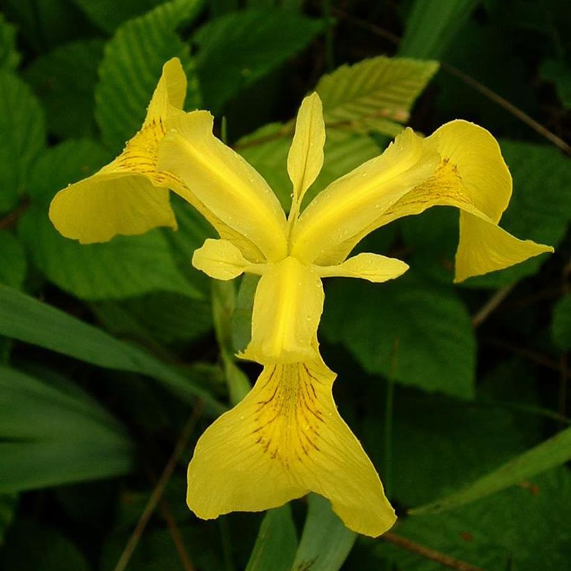 Iris pseudacorus - Íris amarelo (Floração)