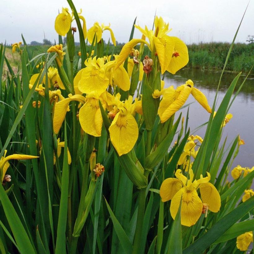 Iris pseudacorus - Íris amarelo (Folhagem)