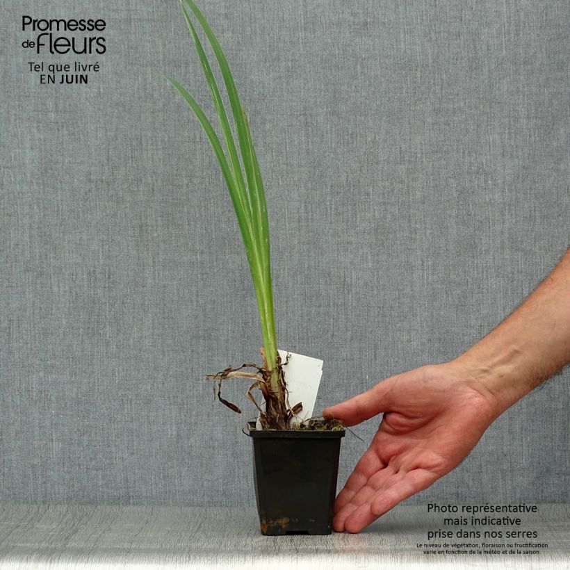 Amostra de Iris pseudacorus var. bastardii Vaso de 8/9 cm tal como entregue no verão