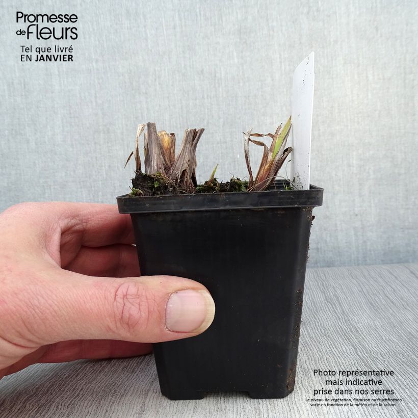 Amostra de Iris pseudacorus var. bastardii - Iris des marais Godet de 8/9 cm tal como entregue no inverno