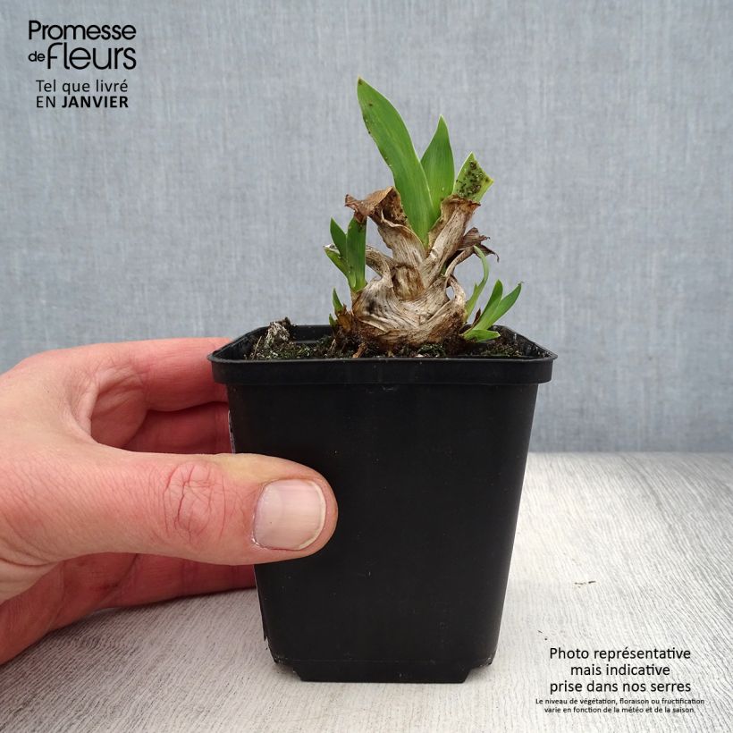 Amostra de Iris lutescens x pumila Azurea Vaso de 8/9 cm tal como entregue no inverno