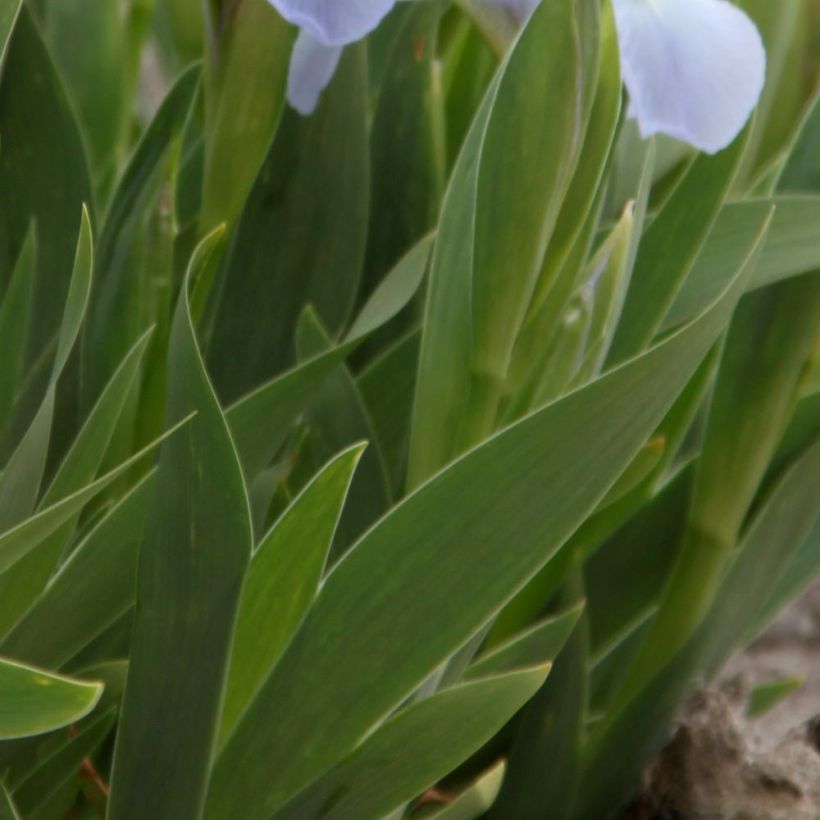 Iris pumila Blue Denim (Folhagem)