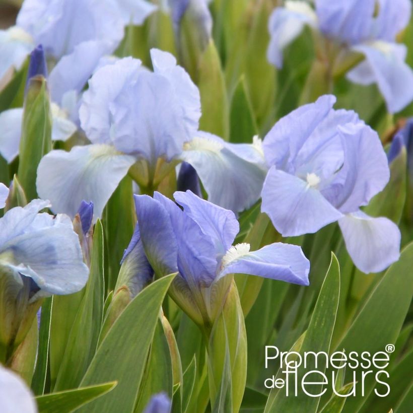Iris pumila Blue Denim (Floração)