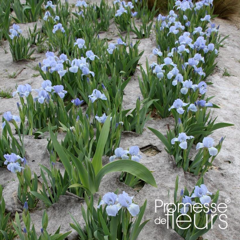 Iris pumila Blue Denim (Hábito)