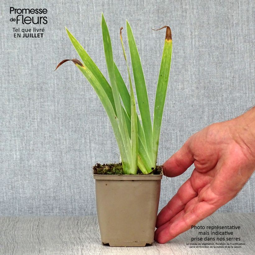 Amostra de Iris pumila Blue Denim Vaso de 8/9 cm tal como entregue no verão