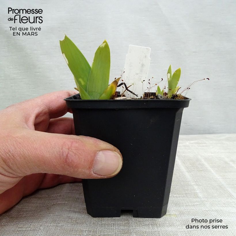 Amostra de Iris pumila Blue Denim Vaso de 8/9 cm tal como entregue na primavera