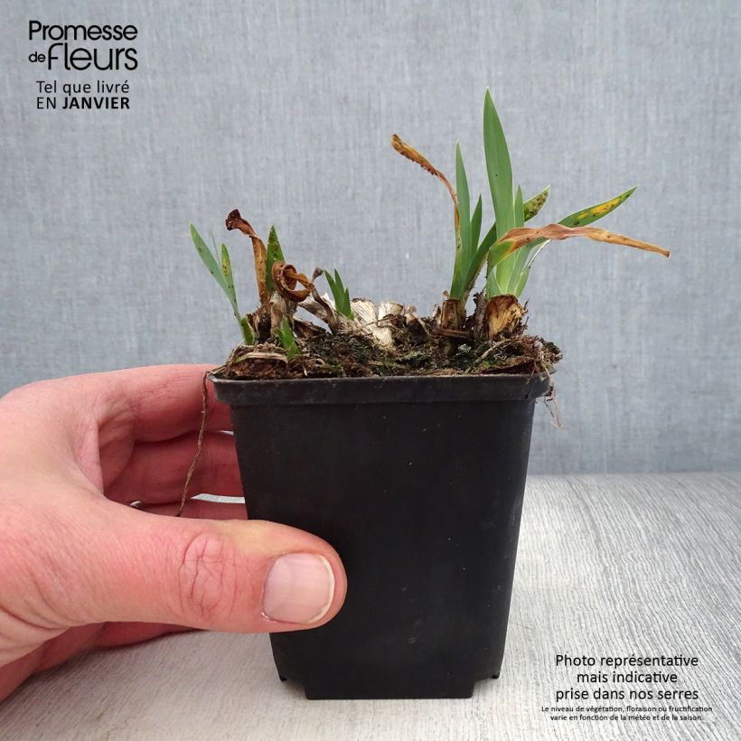 Amostra de Iris pumila Brannigan Vaso de 8/9 cm tal como entregue no inverno