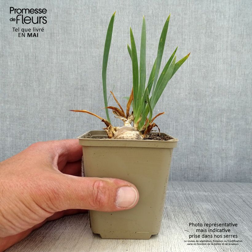 Amostra de Iris pumila Brannigan Vaso de 8/9 cm tal como entregue na primavera