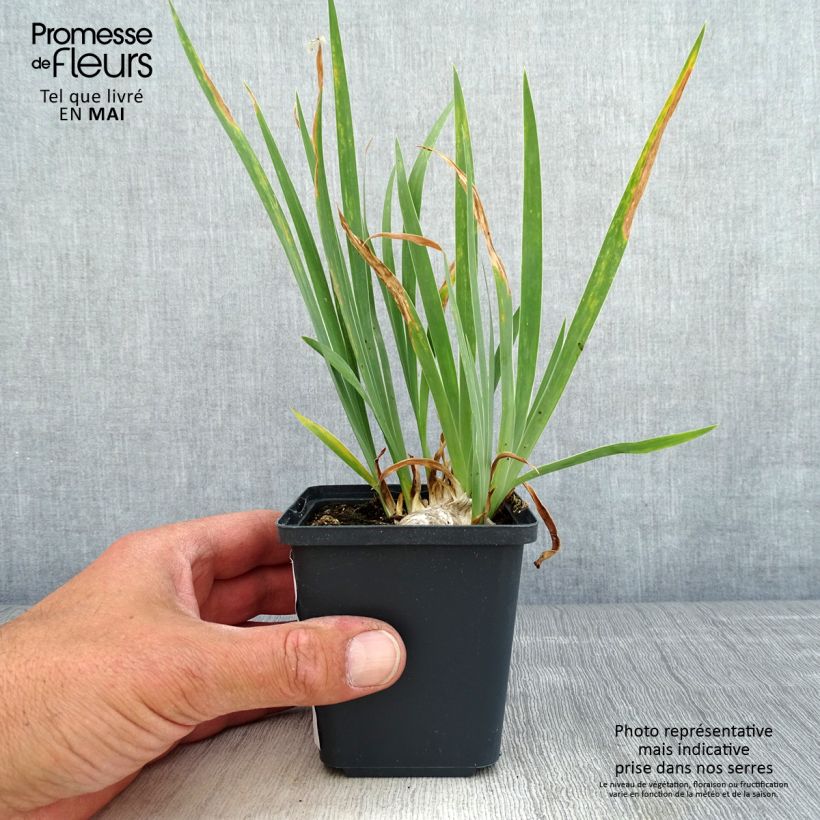 Amostra de Iris pumila Brassie Vaso de 8/9 cm tal como entregue na primavera