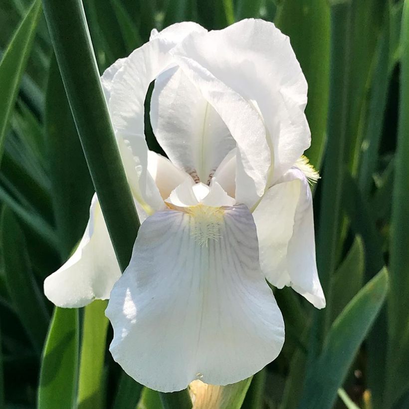 Iris pumila Bright White (Floração)