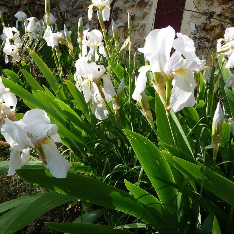 Iris pumila Bright White (Hábito)