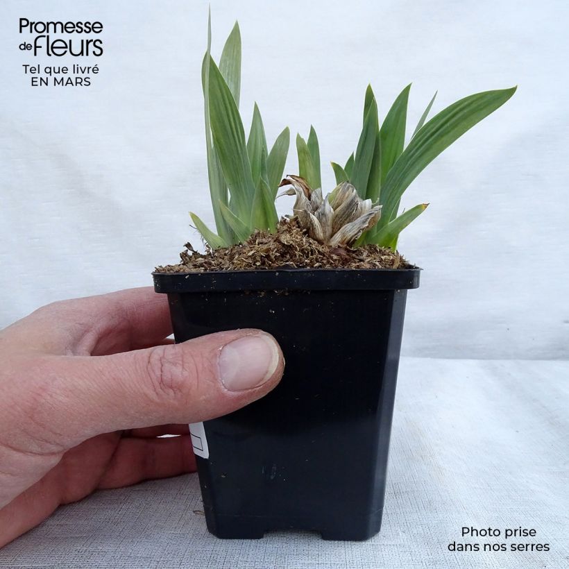 Amostra de Iris pumila Bright White Vaso de 8/9 cm tal como entregue na primavera